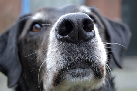 Dog close up doglove photo