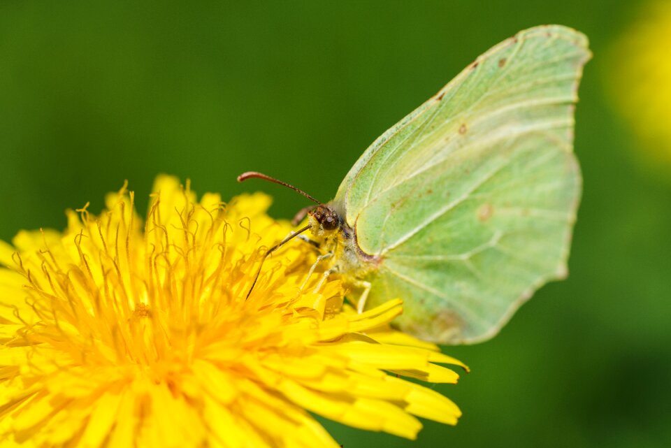 Butterfly animal macro