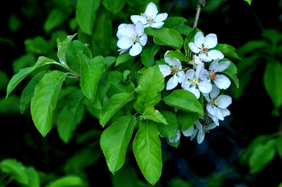 Macro plum flower spring