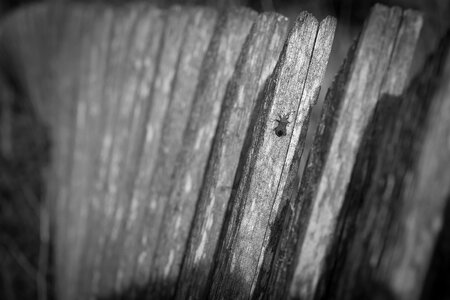 Wooden garden