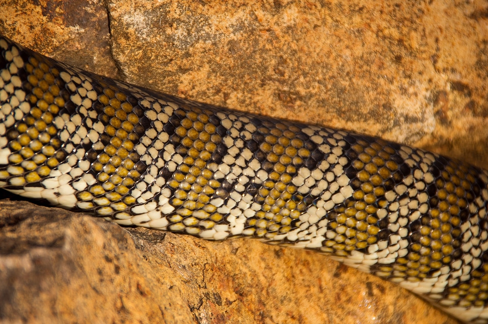 Queensland snake skin