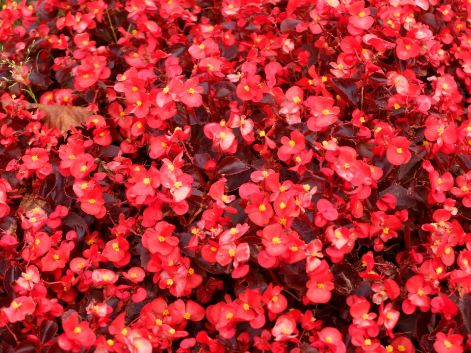 Red flower nature flower