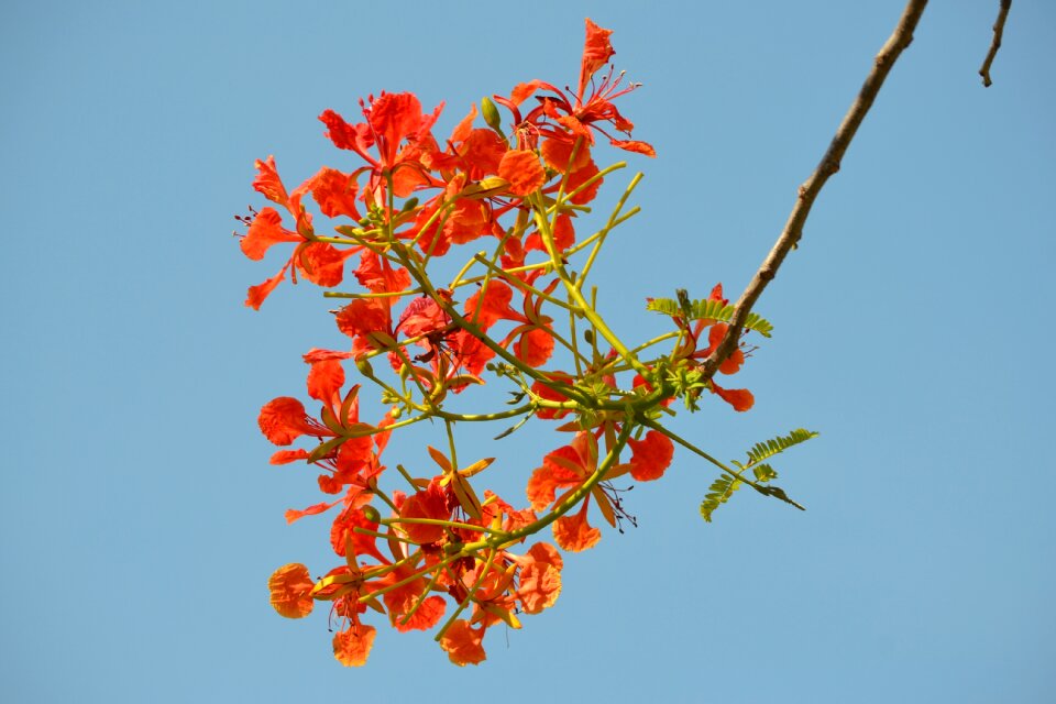Nature sky blue sky