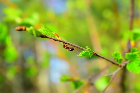 Greens ant insects