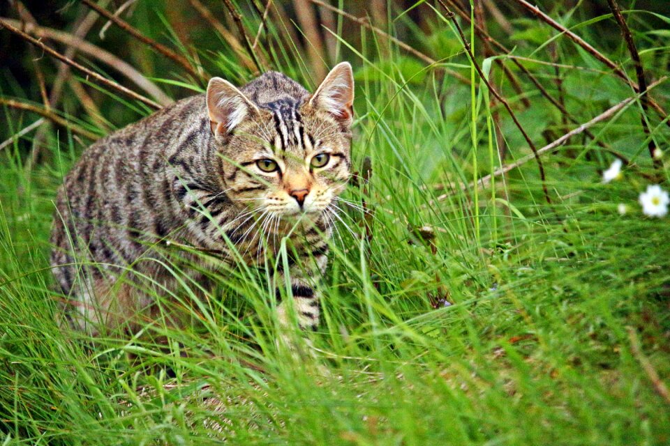 Sneak up on stalk mieze