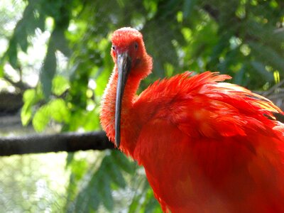 Red nature tropical