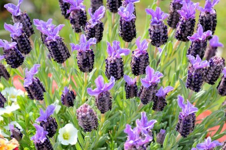 May spring purple