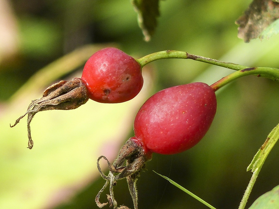 Wild rose fruit berry