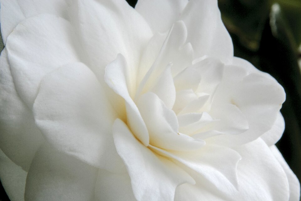 Blossom bloom plant