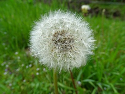 Close up roadside wild flower