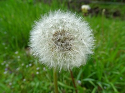 Close up roadside wild flower photo