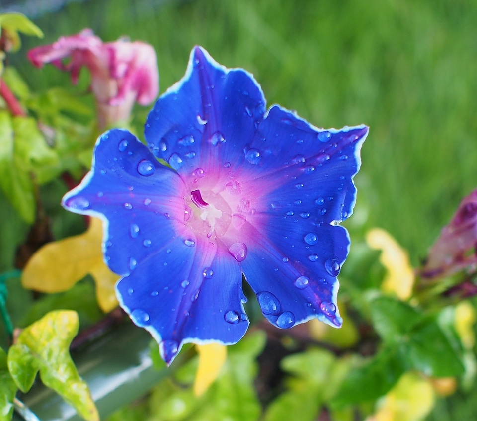 Morning glory flowers blue