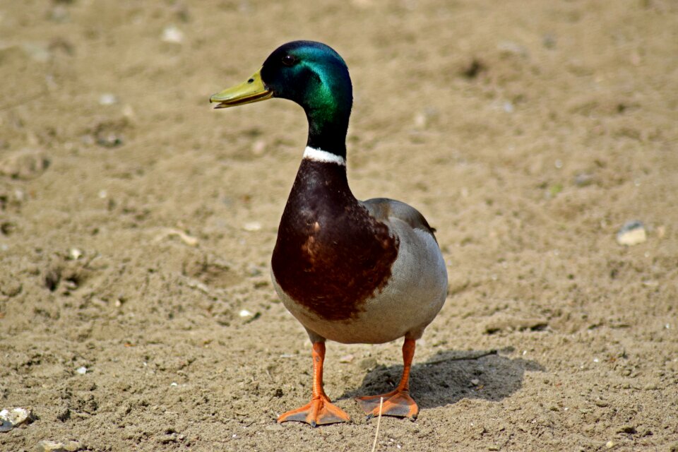 Drake water bird nature