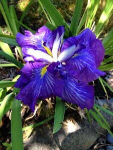Ornamental gardening flowering
