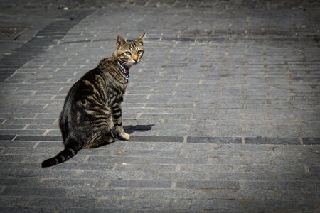 Necklace chain alley cat