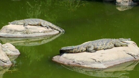 Crocodiles on rocks green rock photo