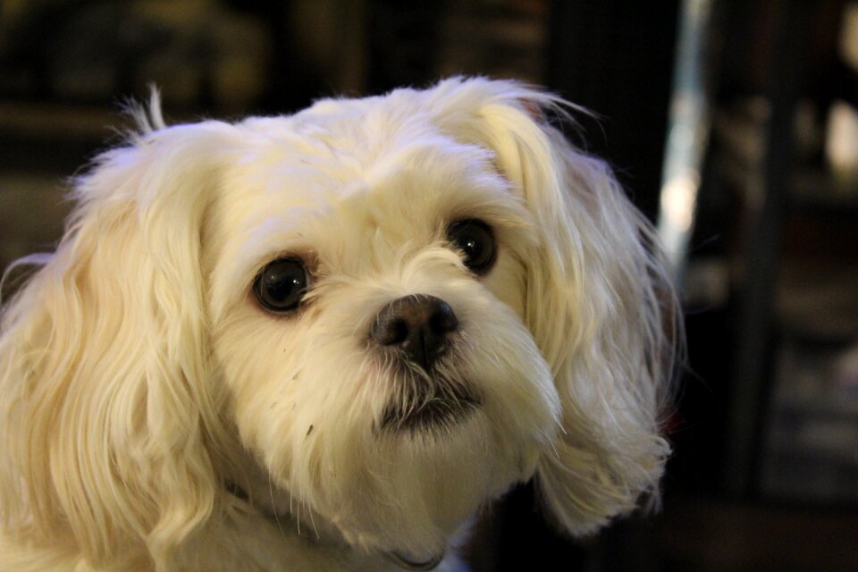 Pet canine cute