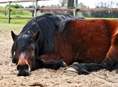 Brown concerns sleep photo