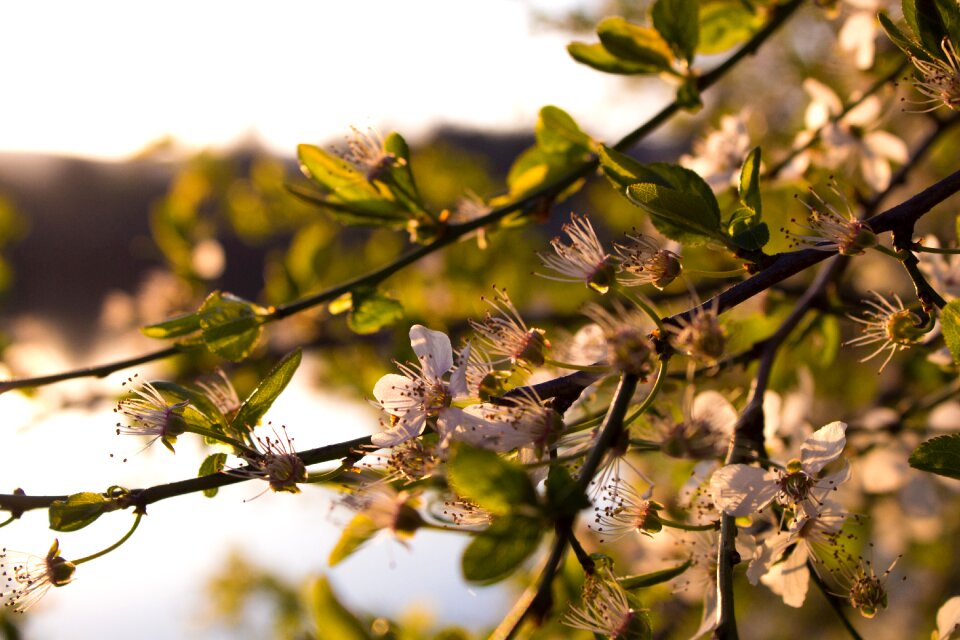 Bloom sun nature