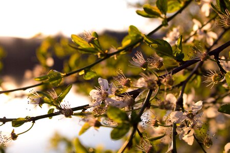 Bloom sun nature