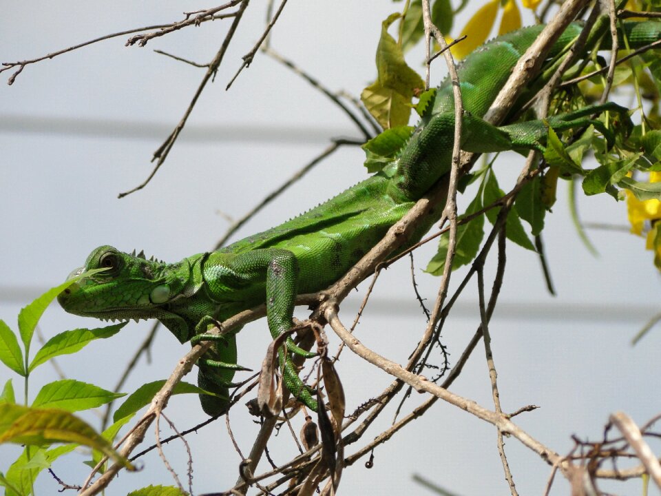 Iguana reptile