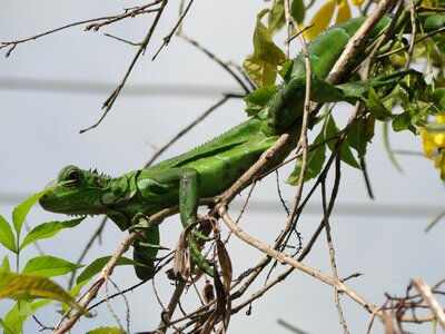 Iguana reptile