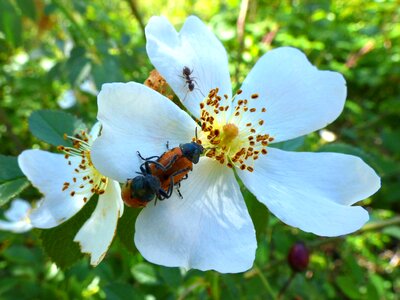 Rosa canina wild flower spring