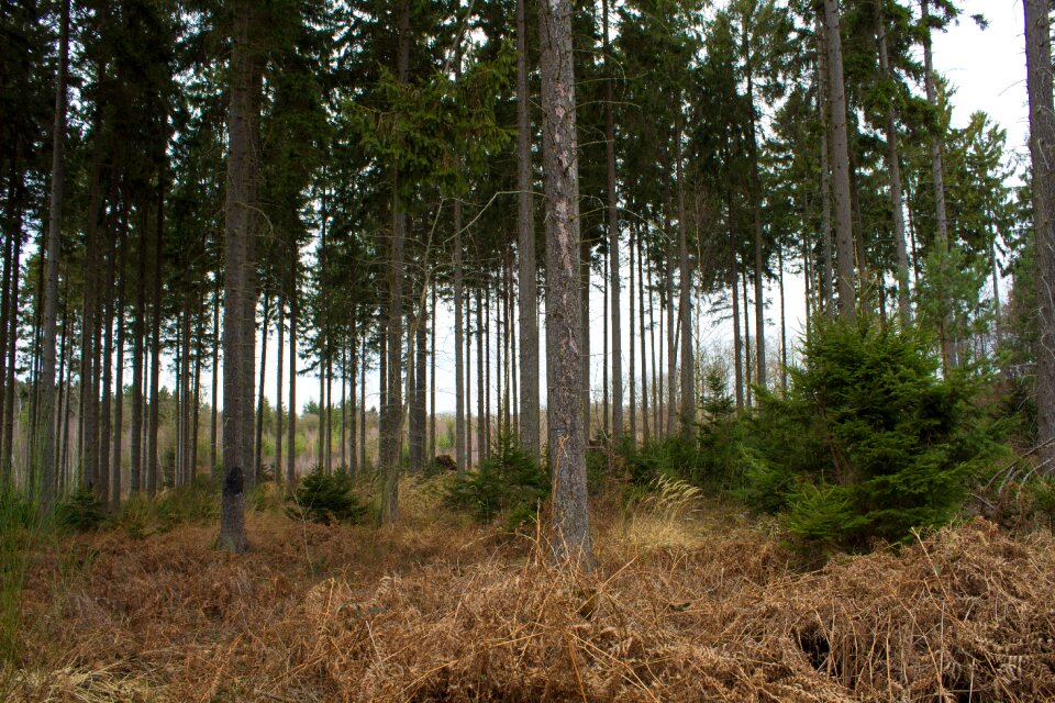 Forests hunting hunter was