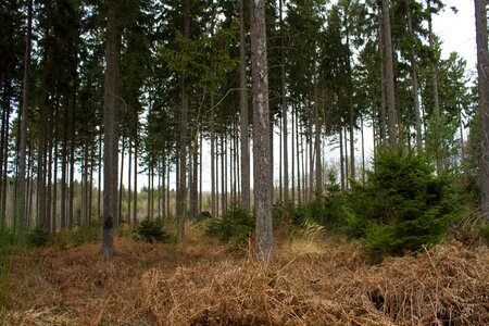 Forests hunting hunter was