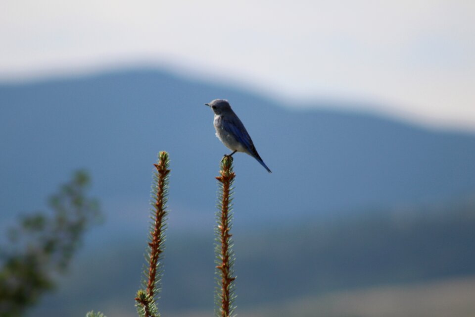 Nature montana