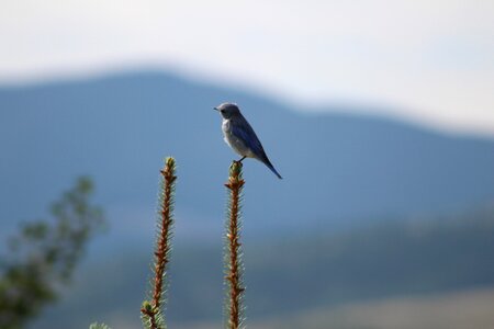 Nature montana
