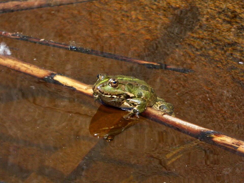Cane soak up the sun float