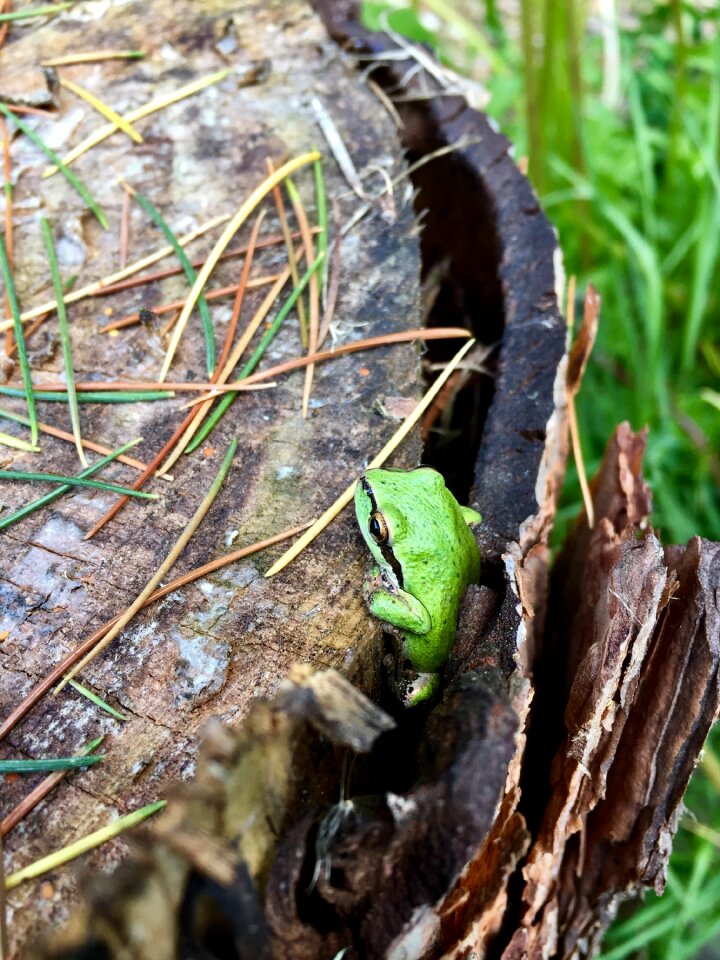 Green nature