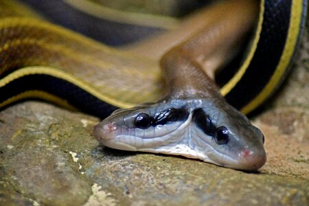 Snake two heads malformation photo