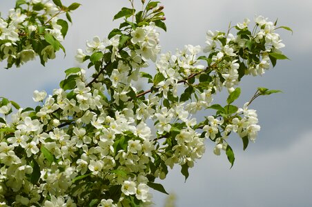 Tree garden apple-blossom