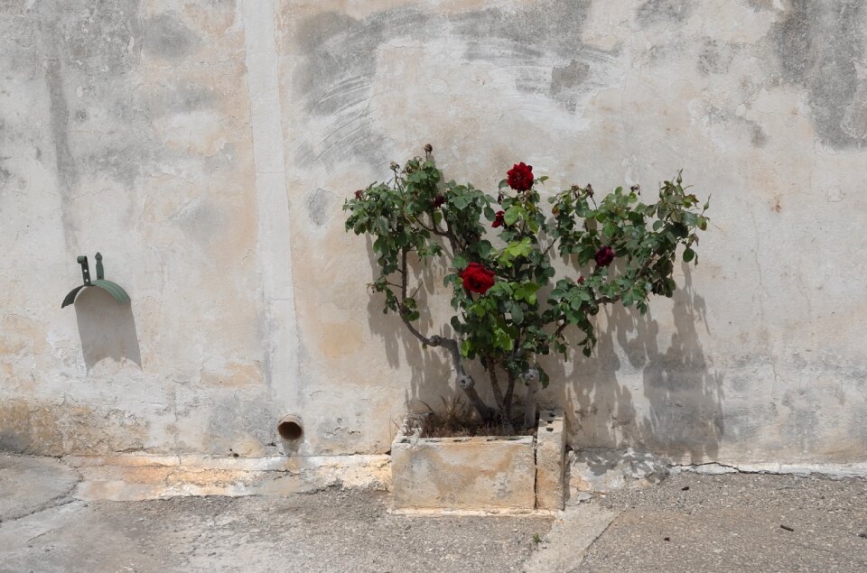 Flowers rose red