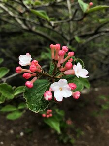 Luxury flower blossom