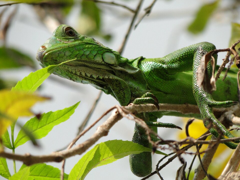 Wildlife lizard wild