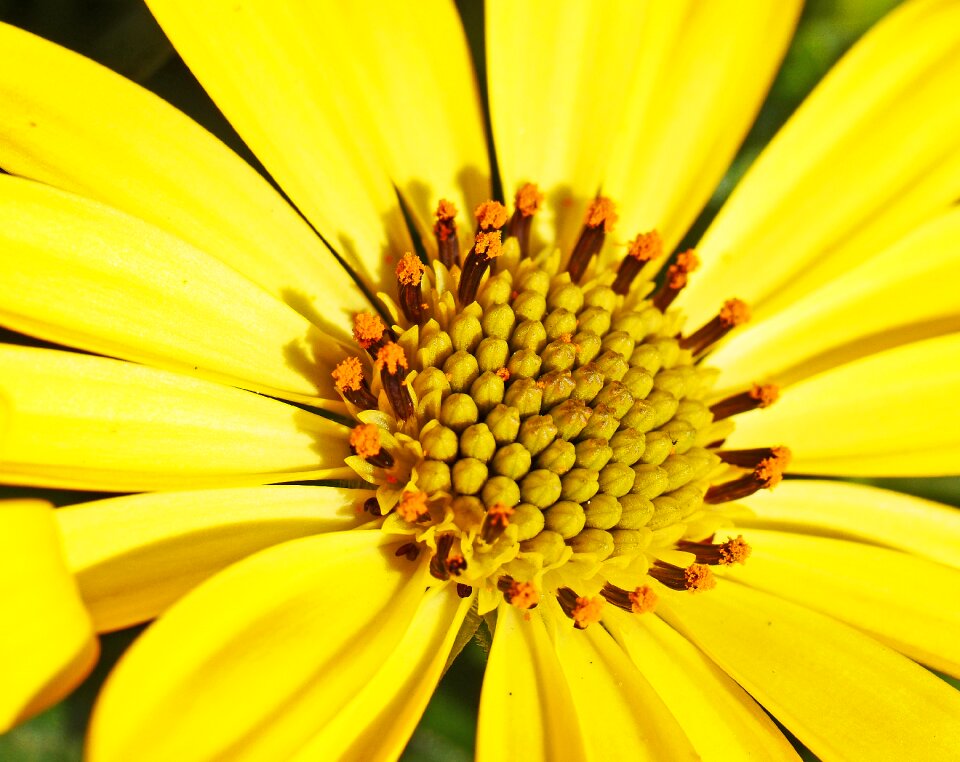 Early bloomer spring close up photo