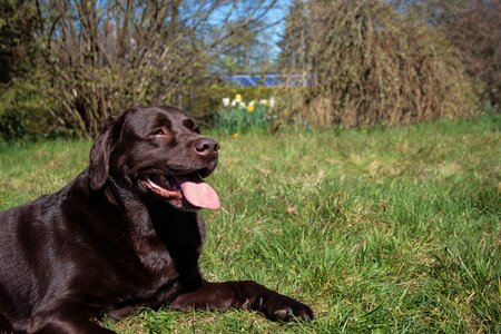 Retriever nature portrait photo