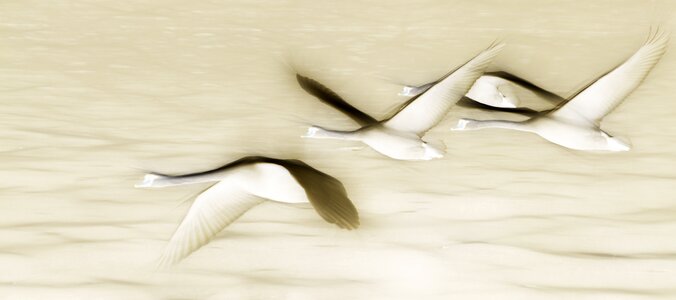Swans waterfowl water