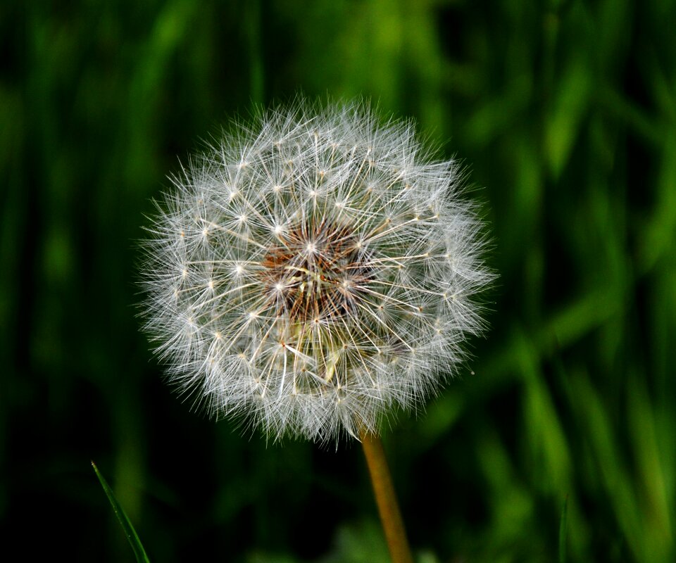 Dandelion nature seeds