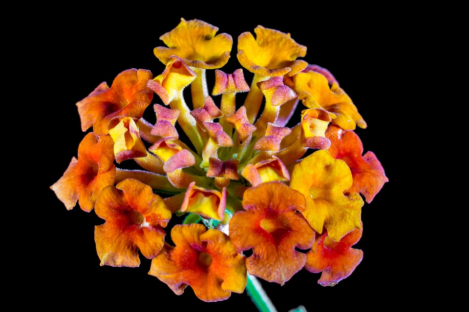 Orange yellow flower