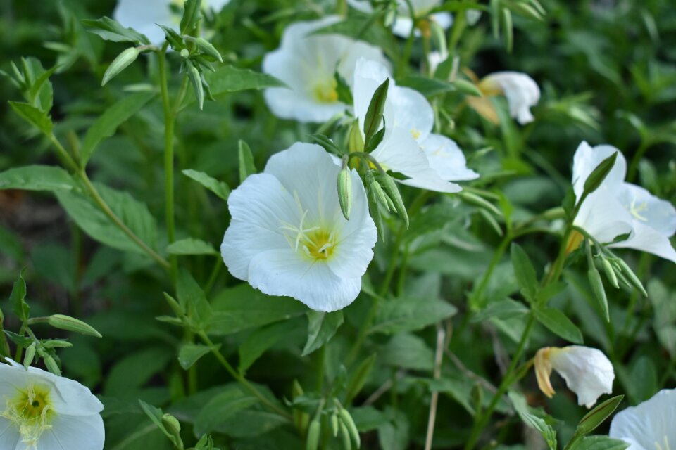 White flower plant green