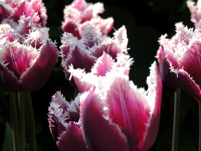Lighting flower tulip photo