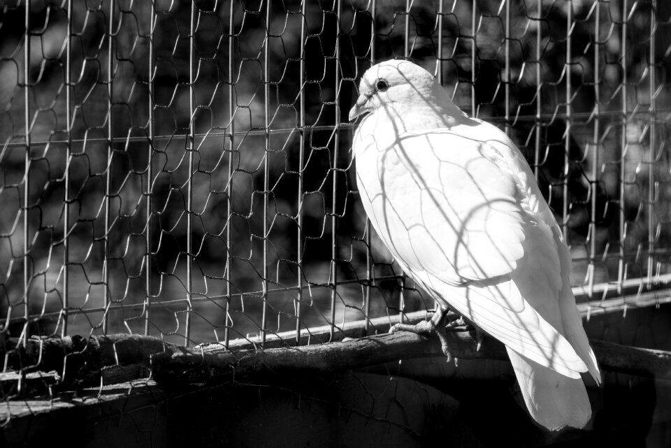 White nature pigeon