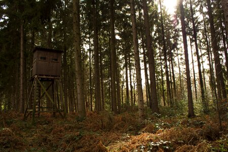 Forests hunting hunter was