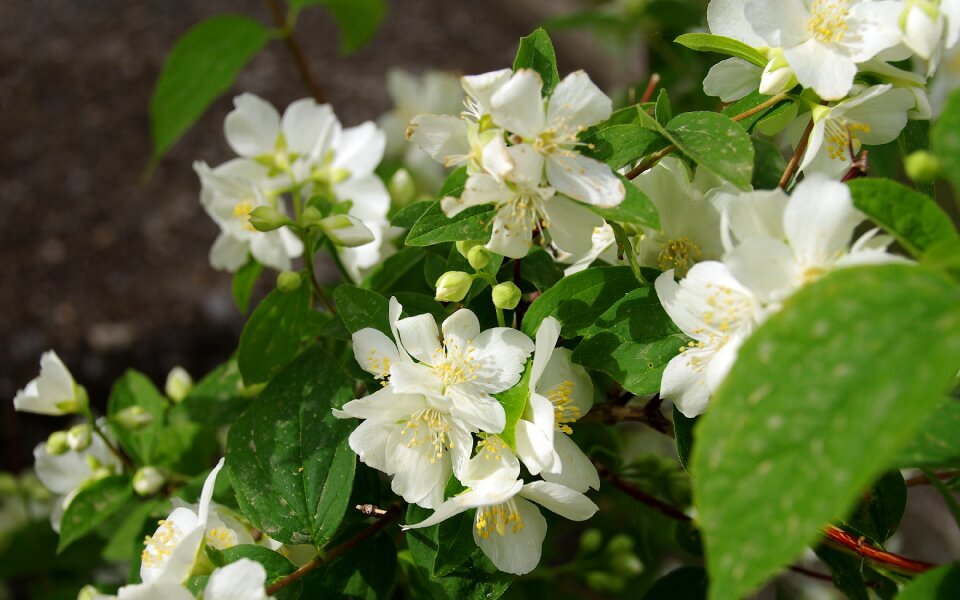 Flowers spring shrub