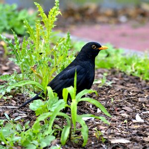 Sisngvogel garden spring