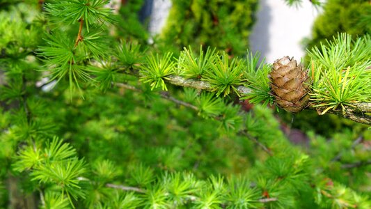 Closeup nature larch needles photo